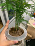 锦枫水培花卉盆栽 办公室水培绿植花卉盆栽玻璃花盆 文竹 含盆栽好 实拍图