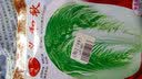 寿禾大白菜种子大全老品种秋播四季农科院娃娃菜山东蔬菜播天津青籽 [老包装]义和秋白菜种子10g 2袋 实拍图