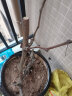 欧悟【买2颗送1颗】嫁接葡萄树苗 南北方种植盆栽地栽庭院阳台果树苗 藤念葡萄 六年大苗当年结果 实拍图