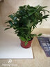 叹为观止大型植物鸭脚木办公室室内客厅大盆景植物盆栽花卉绿植苗八方来财 30厘米高如此图展示 不含盆 实拍图