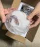 暮秋小主豹纹守宫活体小蜥蜴活物异宠温顺可爱入门新手柠檬霜橘子苗爬宠 奶牛肥尾守宫（幼苗亲人） 实拍图