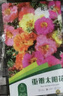 花沃里重瓣太阳花种子2g约2万粒 花卉种子阳台盆栽庭院向日葵凤仙花籽 实拍图