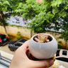 绿之妙玉露多肉植物雨露稀有品种水培玉露多肉套餐组合盆栽水养植物室内桌面小盆景 樱水晶4-5cm 不含盆 实拍图