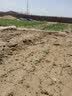 一播大地波斯菊种子 格桑花种子易播种绿化工程花海种植美丽乡村花卉种子 多年生野花组合种子250克 实拍图