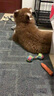 信元发育宝发育宝狗粮成犬幼犬粮鹿鲽鱼吉醇元食肉宴鸭肉青海苔狗粮  鸭肉成犬粮1.5kg  实拍图