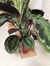 室内绿植花卉盆栽孔雀竹芋 猫眼彩虹绿植盆栽植物 彩虹竹芋40-60厘米高 原盆原土发货 含原装简易塑料盆 实拍图