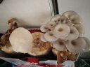 花e流 食用菌棒菌种菌包平菇食用蘑菇农产品蘑菇菌种植多肉植物阳台 秀珍菇袋装 实拍图