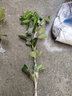 黄忠文广西荔枝树苗无核荔枝苗 妃子笑嫁接荔枝苗木桂味荔枝苗盆栽庭院 4年桂味荔枝苗（高80-110cm） 实拍图