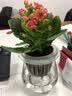 锦枫水培花卉盆栽 办公室水培绿植花卉盆栽玻璃花盆 长寿花 含盆栽好 实拍图
