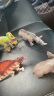 贝可麦拉（beikemaila）【精选】儿童仿真恐龙动物玩具模型早教认知过家家生日礼物男女孩 雷克萨暴龙 实拍图