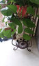 悠雪 花架铁艺多层室内客厅花架阳台欧式花架子落地式绿萝吊兰花盆架 实拍图