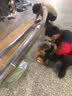 斯悦特 新款汽车踏板SUV侧踏板迎宾踏板越野车外侧上下车脚踏板原厂改装 黑耀款 不带灯 传祺GS4 GS3 GS5 GS8 埃安V/Y 实拍图
