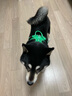 TRUELOVE狗狗牵引绳狗链子牵引带遛狗防挣脱背心式小中大型犬防爆冲胸背带 草绿色 M-胸围56-69cm建议7-18kg选择 晒单实拍图