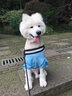 凯锐思 萨摩耶狗粮幼犬成犬全阶段专用萨摩犬粮专用粮2kg 【经典款4斤】2kg第2件半介 2kg/袋 成幼犬 萨摩耶专用 实拍图