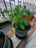 四季开花花种子 阳台室内植物盆栽套餐绿植花卉花草易活种籽 樱桃番茄50粒懒人盆套餐 实拍图