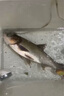 钓鱼王鲢鳙巨物方块饵料翻板爆炸钩专用鱼饵海杆抛竿酸臭鲤鱼窝料 综合果香饼【16块*2包】 实拍图