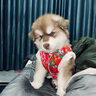 牛皮狗项圈狗圈颈圈中型犬大型犬拉布拉多狗脖套定制激光刻字宠物身份牌 2.5cm宽 调节范围（40cm—50cm） 头层软牛皮（备注狗狗名字、出生日期、电话） 实拍图