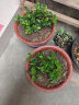 莹影栀子花盆栽带花苞大花浓香四季开花苗庭院花卉盆栽花绿植花卉盆栽 大叶栀子花 4年苗盆栽 实拍图
