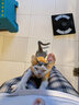 猫容德文卷毛猫衣服无毛宠物背心空调服高弹薄款猫猫咪春夏天睡衣服 活力橙 XS(1-2斤) 实拍图
