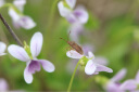 适马（SIGMA） 105mm F2.8微距镜头全画幅单反人像百微定焦镜头 佳能口 店长推荐【卡色三代UV+CPL滤镜+大礼包】 实拍图