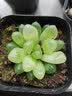 墨一玉露多肉植物带盆栽好蓝镜玉露办公室桌面盆栽植物花卉教师节礼物 琥珀玉露 带盆栽好 实拍图