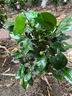 盆栽茶花苗 山茶花苗绿植花卉盆栽四季好养茶花树苗盆栽耐寒花卉观花植物室内花卉绿植开花不断 不含盆 十八学士 4年苗【当年开花】 实拍图
