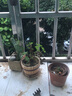 中梦 盆栽薄荷叶水培植物迷迭香绿植室内盆栽花卉客厅驱蚊草 薄荷1盆(原盆) 含盆 实拍图