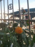 美乐棵 蔬果型营养土18L/袋 蔬菜水果种植土 花土肥料 家庭园艺种植基质土 办公室阳台桌面盆栽种植土 实拍图