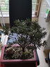倾颜罗汉松树苗小叶雀舌室内庭院别墅老桩盆栽地栽四季常青造型树盆景 盆景苗原盆原土30厘米高左右 实拍图