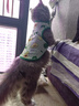 阿莫尔小狗狗猫咪衣服夏季薄款泰迪比熊博美背心宠物小型幼犬透气防掉毛 牛油果（夏季） M 建议5-7斤 背长28cm 实拍图