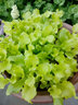 寿禾 生菜种子四季播紫色夏秋蔬菜莱种紫叶家庭种寿光菜籽叶菜种籽 大速生生菜种子 10g 实拍图