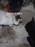 狼孩儿猫粮幼猫成猫粮家猫流浪猫英短折耳布偶蓝猫橘猫全价猫粮 20kg(三文鱼味) 实拍图