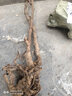 花幽谷嫁接猕猴桃苗红心徐香软枣猕猴桃苗地栽当年结果南北方种植果树苗 奇异果 3年苗 2棵装 当年结果 实拍图
