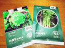 寿禾 圆生菜种子种苗结球家种盆栽蔬菜籽 潍育绿翡翠结球生菜种子10g 实拍图
