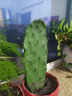 花琴仙人掌盆栽嫁接蟹爪兰 现切绿植无根叶片1片约10cm长机发源头直发 实拍图