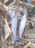 天元全水域纳米浮漂鲢鳙漂综合漂大物漂浅水漂高灵敏行程鱼漂 实拍图