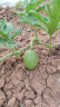 中科茂华（ZHONG KE MAO HUA）黑皮西瓜种子非洲黑霸王特大红壤西瓜水果基地栽培西瓜籽 正圆形黑皮瓜 汉墨二号10克 实拍图