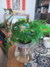 锦枫水培花卉盆栽 办公室水培绿植花卉盆栽玻璃花盆 文竹 含盆栽好 实拍图