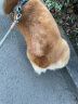冠能(PRO PLAN)狗粮 中型犬成犬狗粮 萨摩哈士奇柴犬边牧通用型 12kg 实拍图
