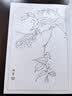 满庭芳 工笔白描百花画谱 实拍图