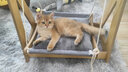 猫管家 猫咪秋千猫咪吊床摇椅宠物秋千架吊床玩具悬挂木椅摇摇床篮猫窝 大号秋千-灰色【+冬季垫子】 实拍图