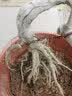 对节白蜡盆景老桩熟桩京山阳台庭院悬挂悬崖式提根邻水造型树包活 乳白色 带盆栽好 实拍图