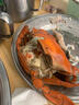 【活鲜】海鲜颂 鲜活螃蟹 青蟹 大红膏蟹 母蟹 单只重量300g-400g 青蟹 700g 简装 2只装 实拍图