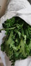密之蓝天现摘现发农家种植本地蒿子秆300g嫩叶菜茼蒿火锅食材生鲜新鲜蔬菜 300g 实拍图