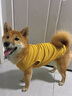 宠星记 宠物衣服 小型犬狗狗 小猫咪 冬季居家防飘毛 泰迪比熊雪纳瑞 黄色特大号XXL 胸围46-50cm 实拍图