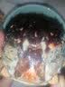 鲜京采 新疆阿勒泰雪蟹母蟹1.7-2.1两 净重85g起 鲜活大闸蟹 螃蟹 实拍图
