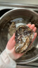 峰贝【活鲜】山东生蚝 鲜活牡蛎海蛎子 刺身现捕现发海鲜水产贝类 3XL号净重4.5斤(约12-18只） 实拍图