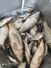 小人鱼（XIAORENYU） 疯子饵自制鱼饵鲫鱼鲤鱼鲢鳙草鱼饵料小药野钓拉饵搓饵配方渔具 疯子鲤薯蜜鲤（发五包）搓饵 实拍图
