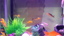 博宇鱼缸造景石 水草鹅卵石水族箱布置 假山沉木仿真 盆景装饰 树脂躲避洞 实拍图