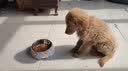 柒哦狗碗狗盆防打翻不锈钢猫碗食盆喂食喝水宠物狗粮猫粮猫咪饭盆 双层多彩骨头-打翻可退 S（适合5斤内猫狗 ） 实拍图